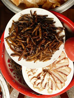 Les insectes, la nourriture du futur